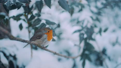 Adorable-plump-English-Robin-perched-in-beautiful-wintery-scenery,-pull-focus