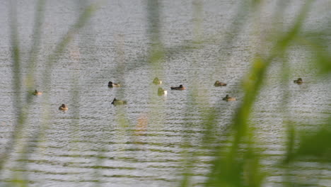 Group-Of-Northern-Pintail-Ducks-On-Rippling-Water-In-Habitat-During-Daytime-In-Tokyo,-Japan