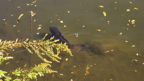 Wilde-Schwarzschuppige-Koi-karpfen,-Die-Tagsüber-In-Einem-Teich-In-Tokio,-Japan,-Schwimmen