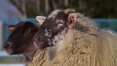 Close-up-of-heads-of-two-sheep-standing-calmly-in-the-sunshine