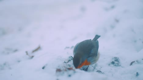 European-Robin-Standing-In-Thick-Snow-In-Winter---close-up-shot