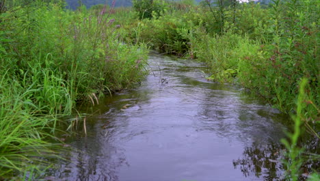A-small-stream-flowing-in-the-wilderness-in-the-bulrushes