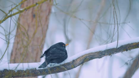Blackbird-Sitting-On-Snow-Covered-Branch-Outside