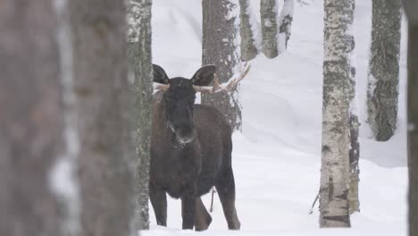 Great-male-Moose-reposing-under-soothing-snowfall-amidst-Cold-forest---Long-medium-shot