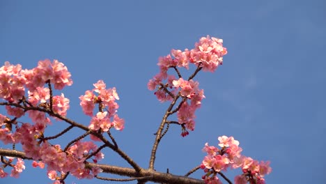 Looking-up-at-tree-twigs-with-Japanese-Sakura-Cherry-Blossoms-against-blue-sky