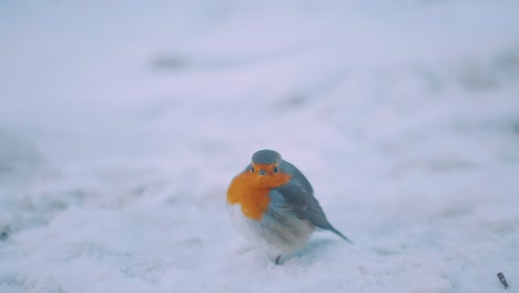 European-Readbreast-Robin-Sitting-in-Snow,-Turns-and-Jumps-Away,-Slow-Motion,-Close-Up
