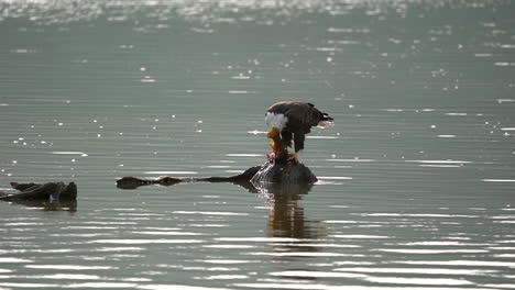 A-bald-eagle-eating-a-fish-on-a-rock-in-the-middle-of-a-lake