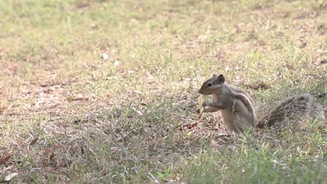Grey-Squirrel-Eating-Food-From-Its-Paws-in-park
