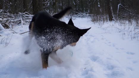 Black-and-tan-kelpie-dog-running-toward-the-camera-to-catch-blue-toy-laying-on-snow