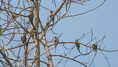 Rotbrustsittich,-Psittacula-Alexandri,-Huai-Kha-Kaeng-Wildschutzgebiet,-Thailand