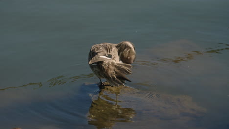 Nördliche-Pintail-Ente,-Die-Auf-Felsen-In-Der-Wasseroberfläche-Steht,-Während-Sie-Sich-Im-See-In-Der-Nähe-Von-Tokio,-Japan,-Reinigt