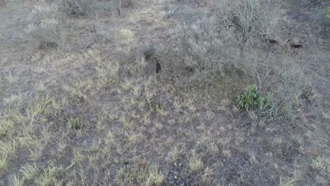 Aerial-video-of-Fallow-deer-walking