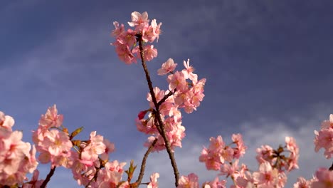 Vista-Tranquila-Y-Relajante-De-La-Hermosa-Flor-De-Cerezo-Sakura-Contra-El-Cielo-Azul-Con-Nubes