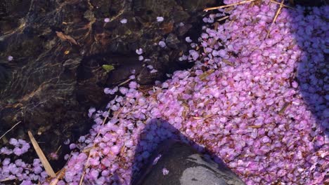 Many-fallen-pink-Sakura-petals-in-river-next-to-stone