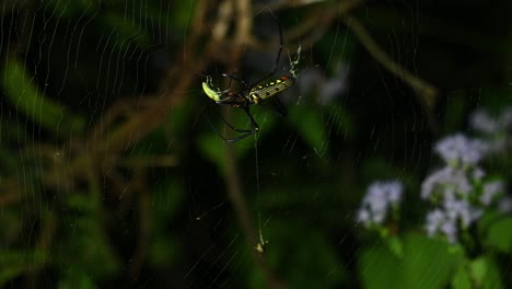 Giant-Wood-Spider,-Nephila,-Kaeng-Krachan-National-Park,-Thailand