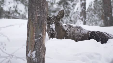 Lonely-Moose-hiding-among-the-white-mantle-of-snow-in-a-cold-forest---Long-medium-shot