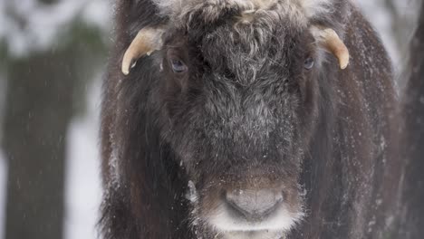 Adorable-Musk-ox-calf-under-soothing-snowstorm-tumbling-down-on-Forest---Portrait-Close-up-shot