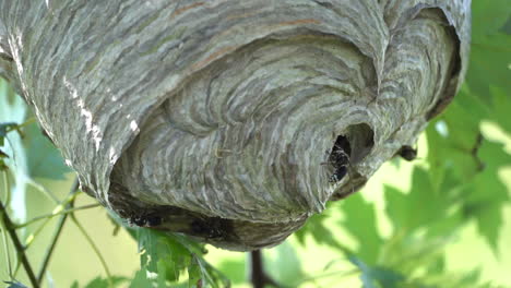 A-paper-wasp-nest-hanging-from-a-tree-in-the-woods-in-the-wilderness-in-the-summertime