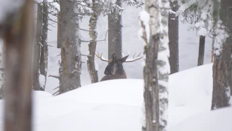 Large-Moose-fleeing-quickly-through-snowy-ground-covering-cold-forest---Wide-slow-motion-tracking-shot