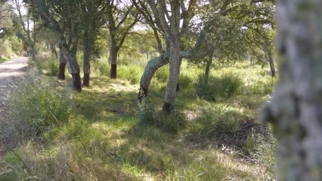 Hermoso-Paisaje-Español-Con-árboles-Y-Camino-De-Roca-En-Un-Día-Soleado