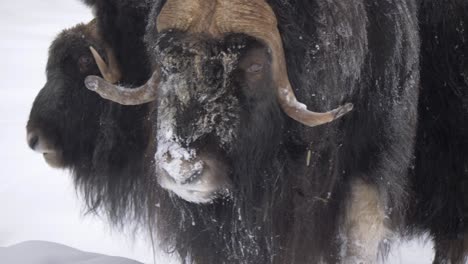 Gentle-giant-Musk-Ox-with-a-snow-spattered-snout-among-the-herd---Portrait-Medium-close-up-shot