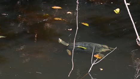 Giant-Asian-Pond-Turtle,-Heosemys-grandis,-4K-footage-of-this-individual-free-swimming-in-a-stream-during-the-morning-in-Khao-Yai-National-Park-as-forest-shadows-play-and-dried-leaves-floating-around