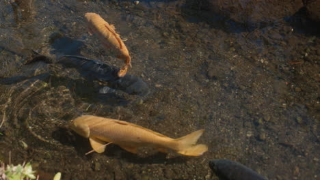 Ausgefallene-Wasserkarpfen-Koi-Fische,-Die-Am-Sonnigen-Tag-In-Tokio,-Japan,-Im-Teich-Schwimmen