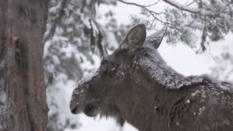 Young-snow-covered-Moose-rambling-through-cold-Frozen-Swedish-forest---Long-medium-close-up-shot