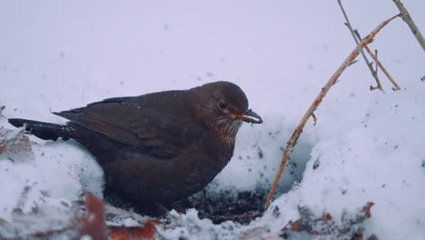 Close-Up-of-Common-Blackbird-Female-Feeding-in-Winter,-Snow-Falling,-Slow-Motion