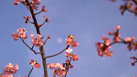 Single-sparrow-bird-sitting-on-cherry-blossom-tree-against-blue-sky