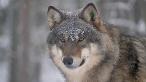 Durchdringender-Blick-Eines-Großen-Grauen-Wolfs,-Der-Unter-Rauem,-Kaltem-Schneefall-Ausharrt---Hochformat,-Mittlere-Nahaufnahme