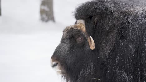 Large-Musk-Ox-Roaming-the-Snow-capped-forest---Backview-medium-tracking-shot