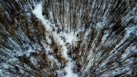 Aerial-birds-eye-view-100-meters-328-feet-in-the-air-hold-over-2-people-walking-leisurly-on-snow-covered-curvy-path-in-winter-on-crown-land-thick-forest-with-pine-and-birch-trees-fallen-dead-trees-1-3