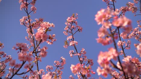Slow-motion-rotating-looking-up-at-pink-Sakura-trees-against-blue-sky