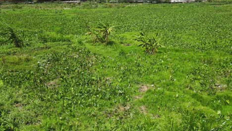 Drone-over-the-water-hyacinth-green-field,-drone-inspecting-water-hyacinth-field,-drone-technology-flying-in-the-village-farm-of-Africa