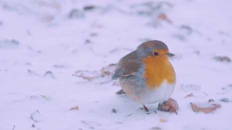 Adorable-Petirrojo-Europeo-De-Pecho-Naranja-Saltando-Sobre-Nieve-Fresca