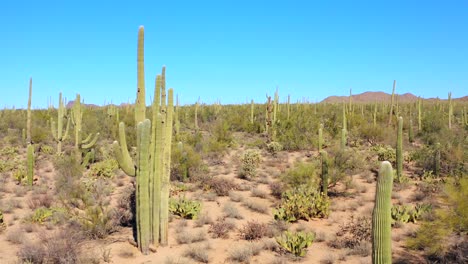 4K-Antenne-Der-Wüstenlandschaft-Mit-Kakteen-Im-Saguaro-National-Park,-Von-Tucson,-Arizona,-USA