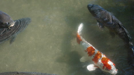 Colourful-Koi-Fish-Surfacing-In-Clear-Water-Of-A-Garden-Pond-At-Sunny-Day-In-Tokyo,-Japan