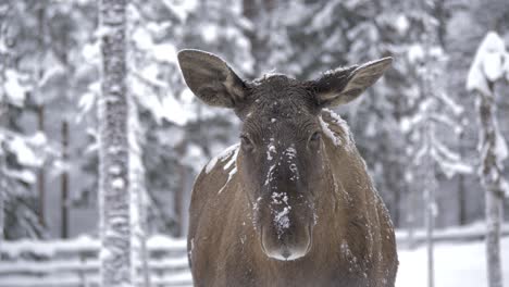 Snow-shrouded-Moose-licking-the-snow-off-its-snout-in-Swedish-Forest---Medium-close-up-slow-motion-shot