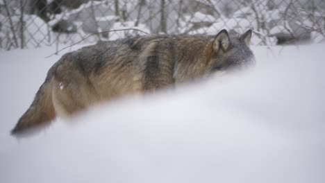 Dominanter-Eurasischer-Skandinavischer-Grauer-Wolf,-Der-über-Schneebedecktes-Gelände-Streift---Mittlere-Kamerafahrt