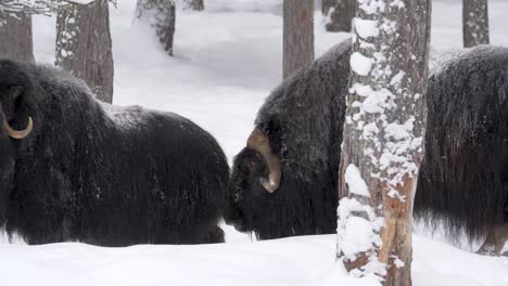 Musk-ox-herd-lost-in-heavy-snow-capped-winter-forest---Long-medium-shot