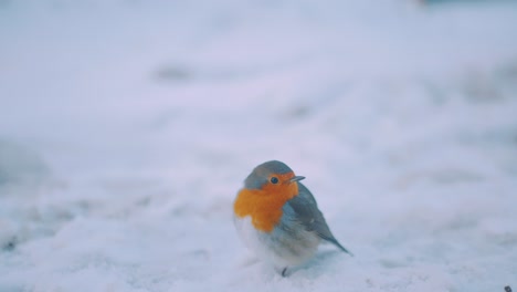Kleines-Süßes-Robin,-Das-Auf-Schneebedecktem-Boden-Steht