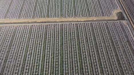 Aerial-view-of-almond-tree-orchards-in-bloom-with-slow-pan-up-reveal-showing-miles-of-orchards-on-a-clear-day