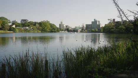 Ducks-On-Serene-Pond-With-Cityscape-In-Background-At-Senzokuike-Park-In-Tokyo,-Japan