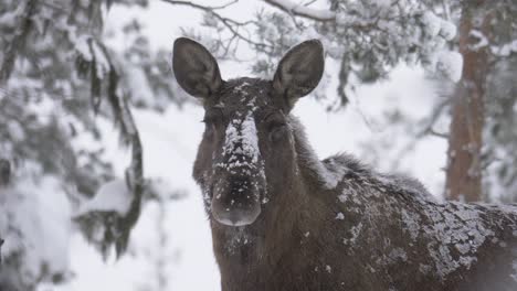 Docile-Moose-running-his-tongue-across-the-muzzle-licking-the-snow-off---Portrait-medium-close-up-shot
