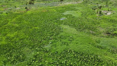 water-hyacinth-polluting-the-environment,-water-point-in-the-water-hyacinth-plants,-drone-flying-in-the-water-hyacinth-field-of-nairobi-kenya