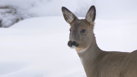 Portrait-of-vigilant-white-tailed-deer-amidst-Snowed-winter-forest---Close-up-shot