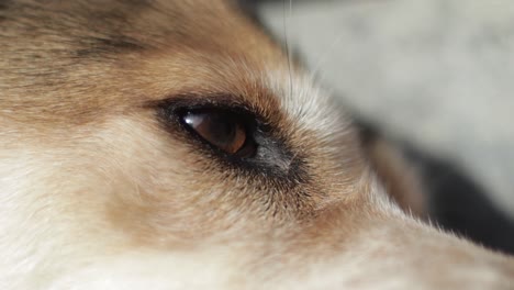 Closeup-of-brown-and-white-red-dog's-eye