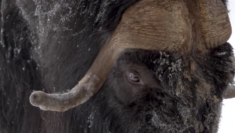 Fluffy-Snout-and-graceful-eyed-Musk-ox-prevailing-through-harsh-winter--Detail-close-up-shot