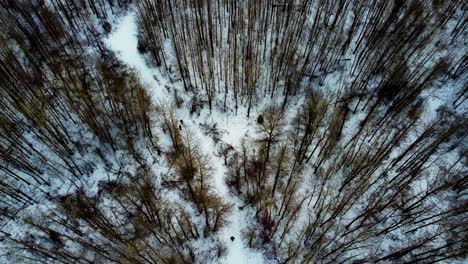 Aerial-birds-eye-view-100m-328ft-in-the-air-pan-back-over-2-people-walking-leisurly-on-snow-covered-curvy-path-in-winter-and-a-third-person-walks-over-to-meet-up-and-walk-thru-the-thick-forest-2-3